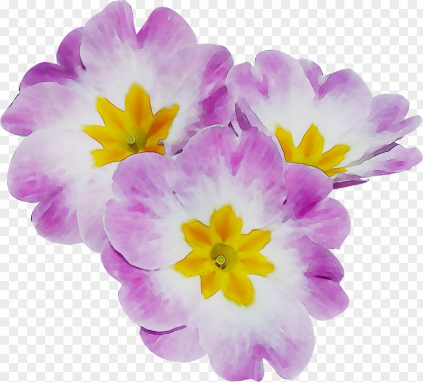 Primrose Annual Plant Violet Crocus Plants PNG