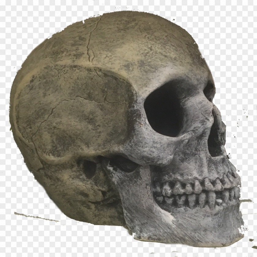 Skull Snout Skeleton Jaw PNG