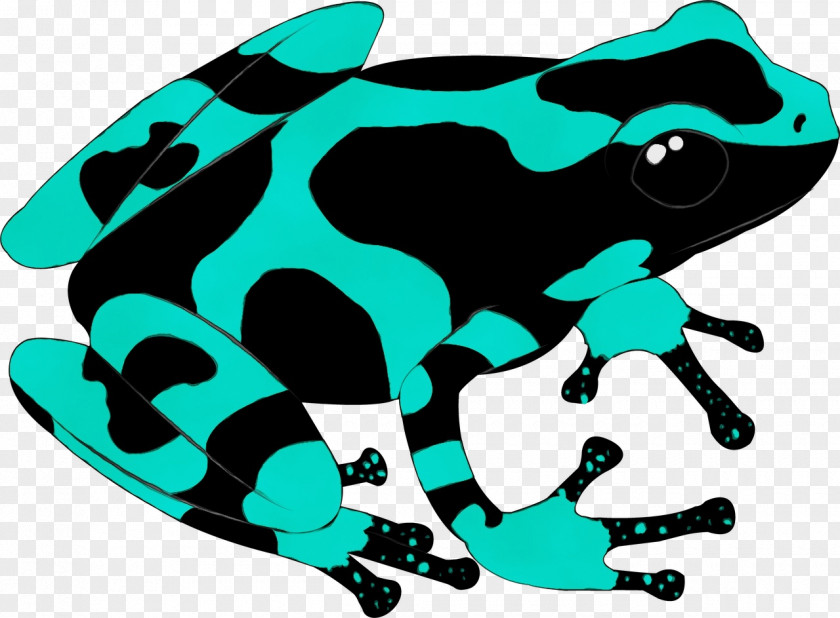 Toad Frogs Amphibians Frog Tree PNG