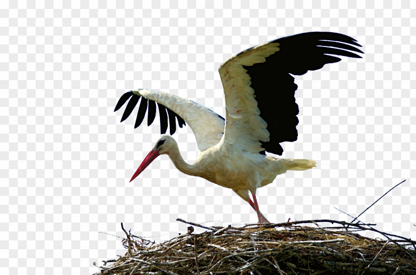 White Crane Stork Bird Wader Animal Migration PNG