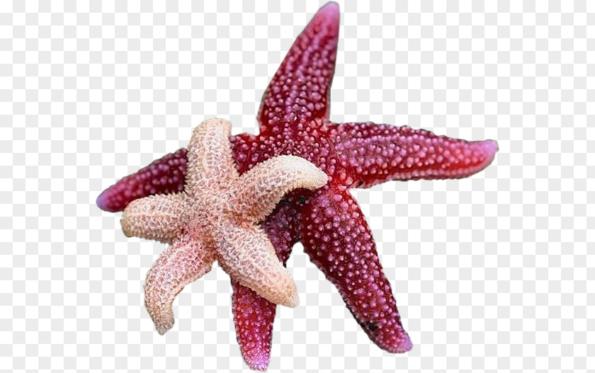 22 March Starfish Echinoderm Sea Urchin Crinoid PNG