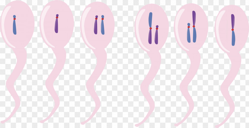 Chromosome Chromosomal Translocation Clip Art PNG