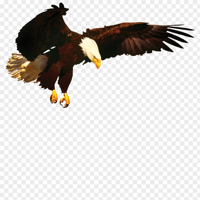 Eagle Bald How To Be Ultra Spiritual: 12 1/2 Steps Spiritual Superiority Vulture Beak PNG