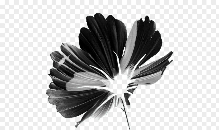 Flower Black And White Petal PNG