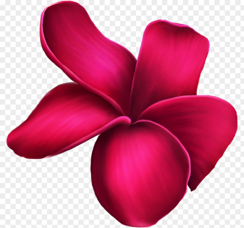 Flower Clip Art Garden Roses PNG
