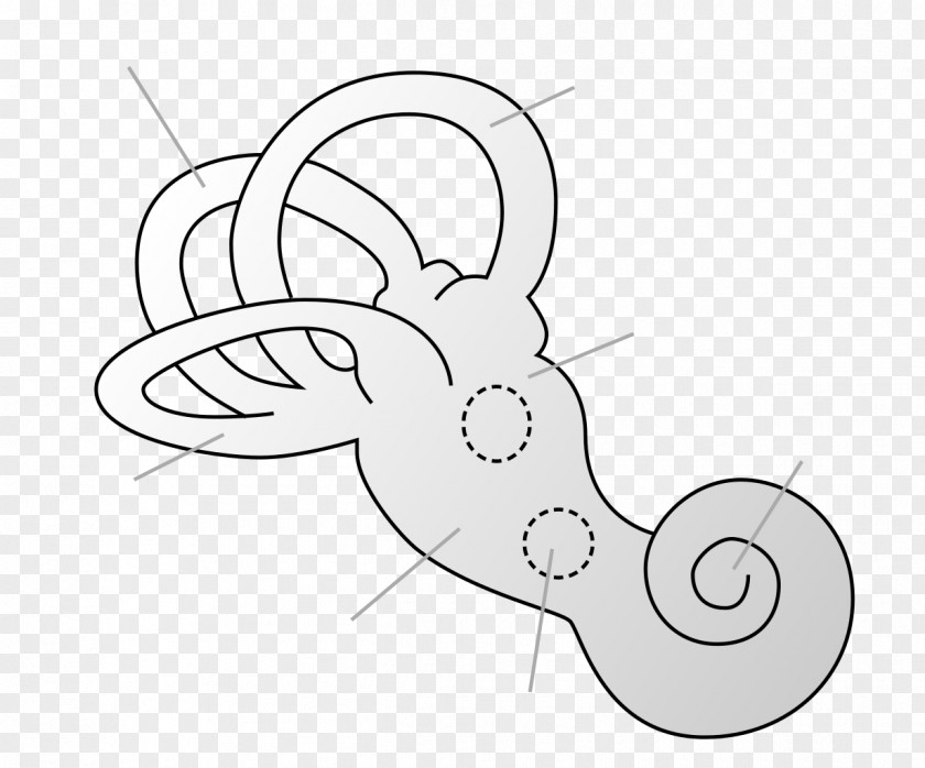 Labyrinth Inner Ear Vestibule Of The Saccule Bony PNG