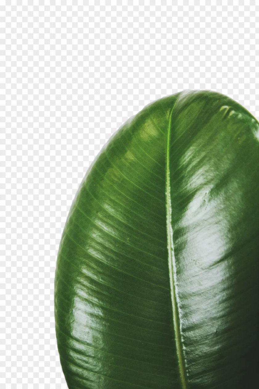 Leaf Green Biology Plant Structure Plants PNG