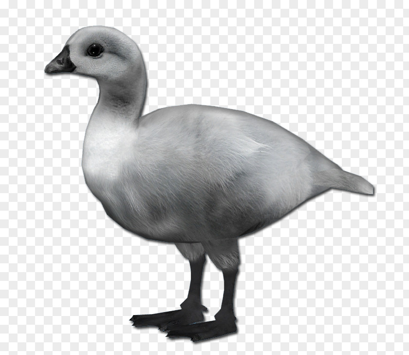 Tundra Swan Duck Goose Fowl Beak Neck PNG