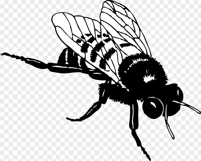 Bumble Bee European Dark Honey Black And White Clip Art PNG