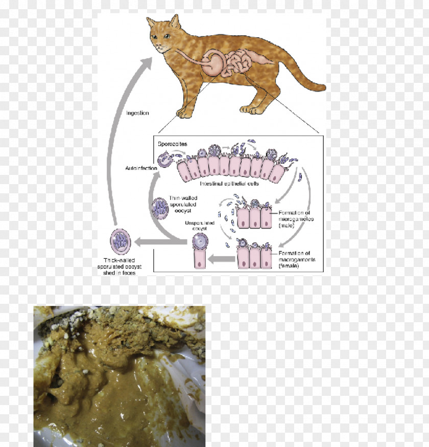 Cat Dog Cryptosporidiosis Oocysta Cryptosporidium Parvum PNG