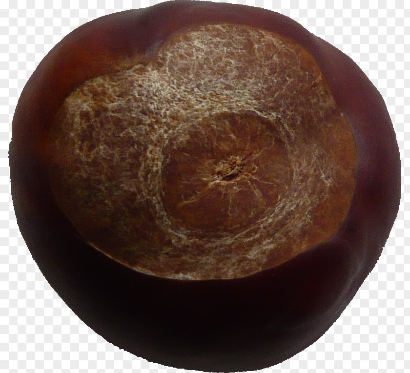 Conker Conkers Privacy HTTP Cookie Public Domain PNG