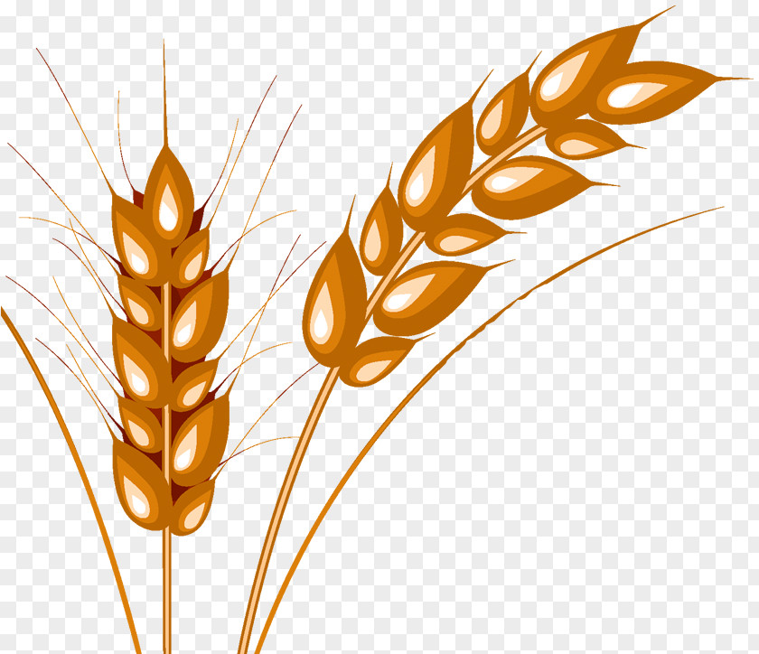 Emmer Cereal Caryopsis Durum Wheat Allergy PNG