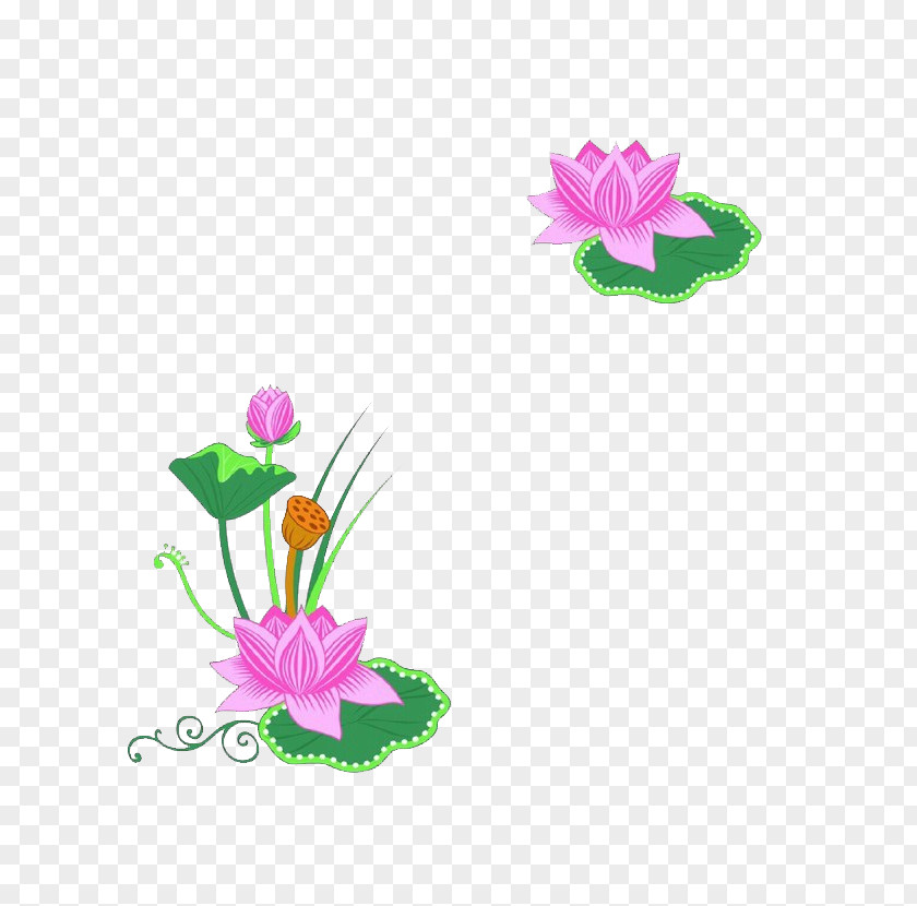 Lotus Water Lily PNG