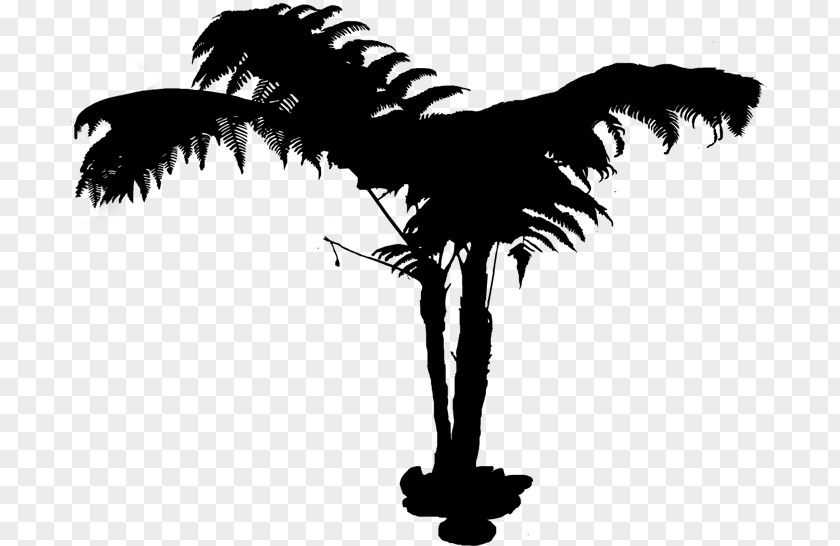 Plant Woody Palm Tree Silhouette PNG