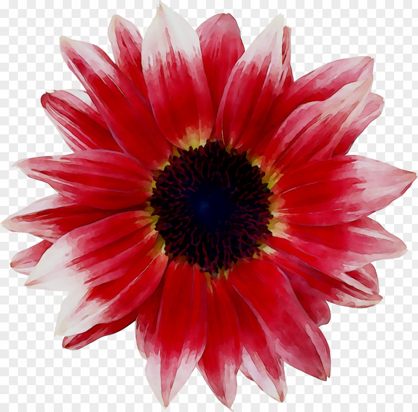 Transvaal Daisy Chrysanthemum Cut Flowers PNG