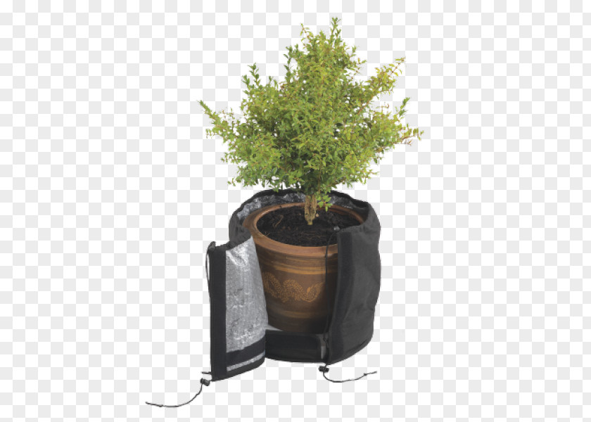 Tree Flowerpot Houseplant Herb PNG