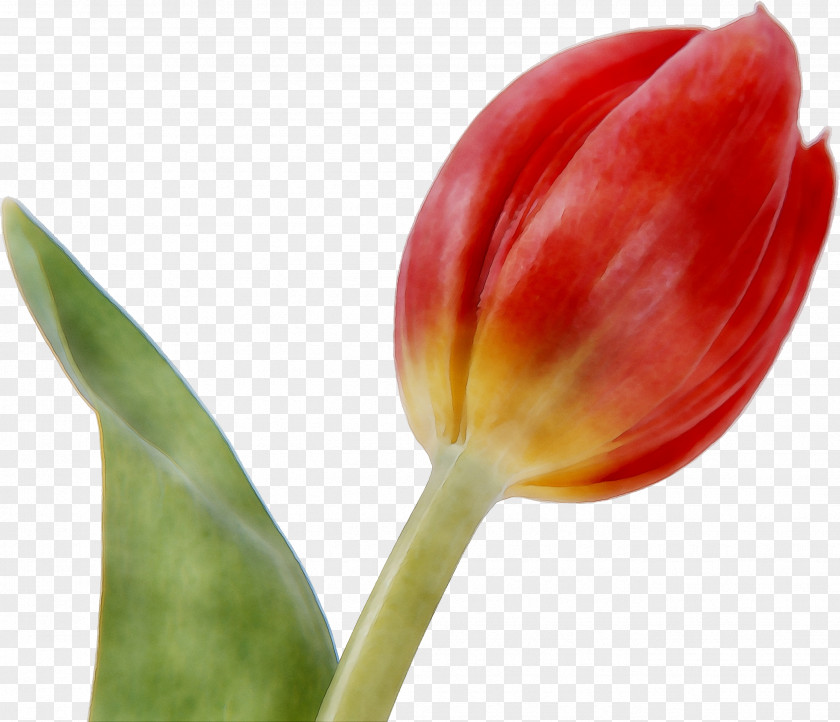 Tulip Plant Stem Plants PNG