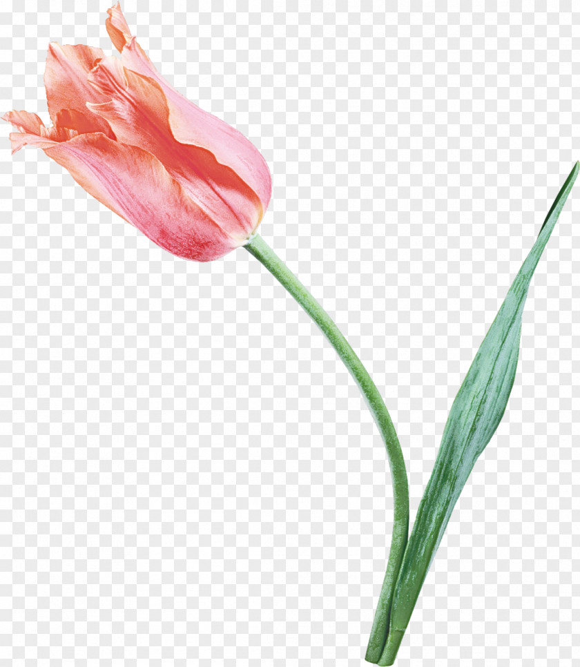 Flower Tulip Plant Pink Pedicel PNG