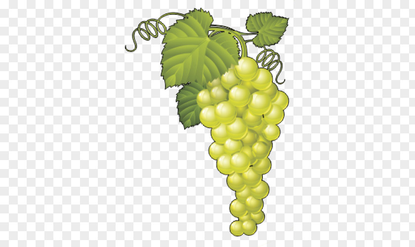 Grape Sultana Common Vine Wine Vector Graphics PNG
