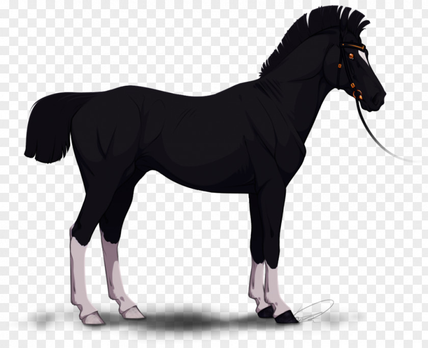 Mustang Stallion Mane Mare Pony PNG