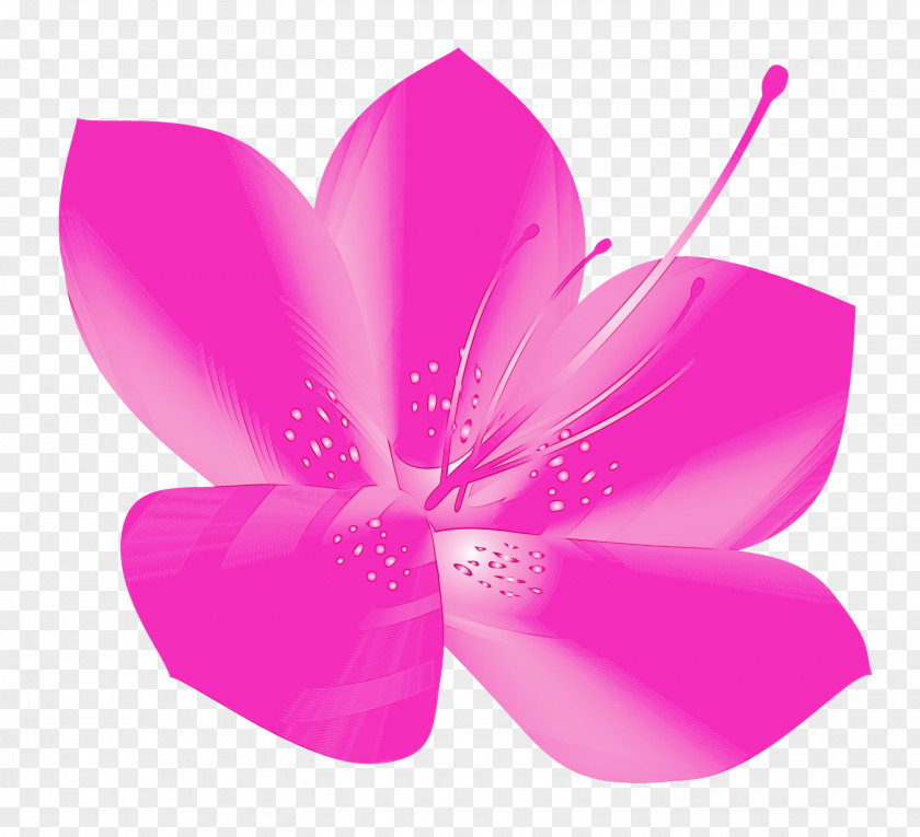 Pink Petal Flower Violet Plant PNG