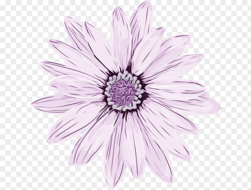 Barberton Daisy Annual Plant Flowers Background PNG