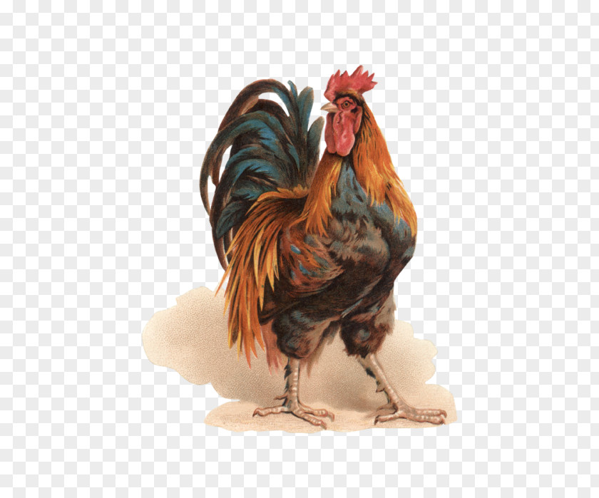 Chicken Rooster Paper Bokmärke Painting PNG