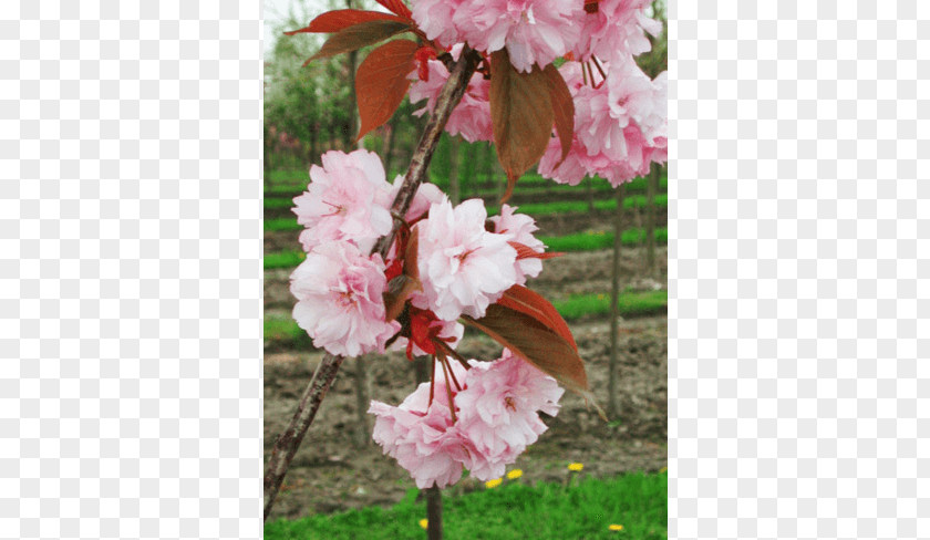 Deciduous Specimens Tree Japanese Snowbell Nursery Shrub Cherry Blossom PNG
