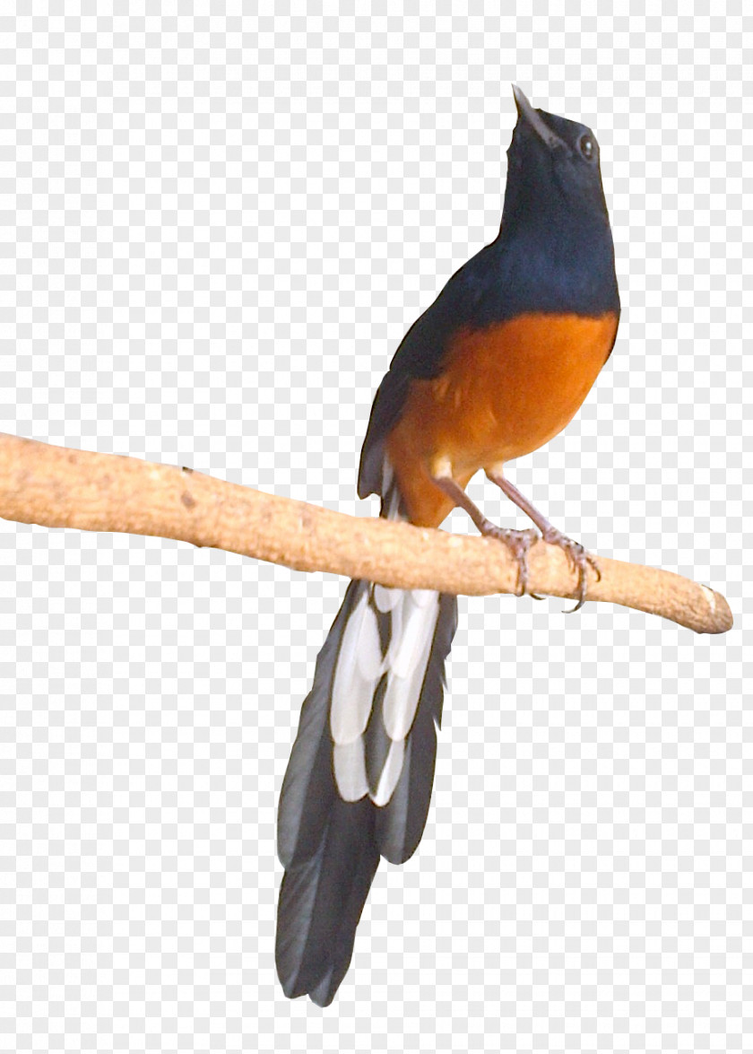 Ikan Koi Bird Owl White-rumped Shama Magpie-robin Passerine PNG