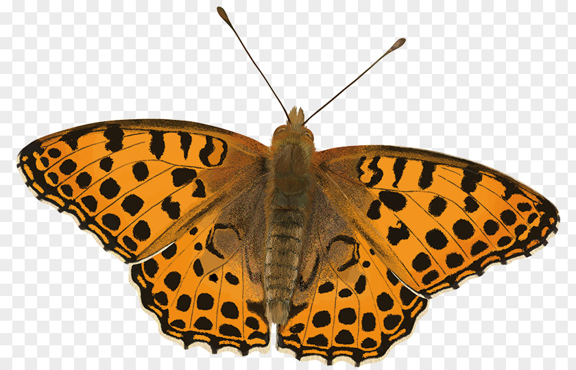 Orange Monarch Butterfly Mopane Worm Gossamer-winged Butterflies Pieridae PNG