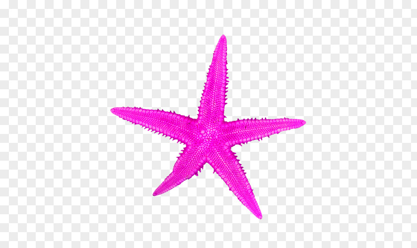 Purple Starfish PNG