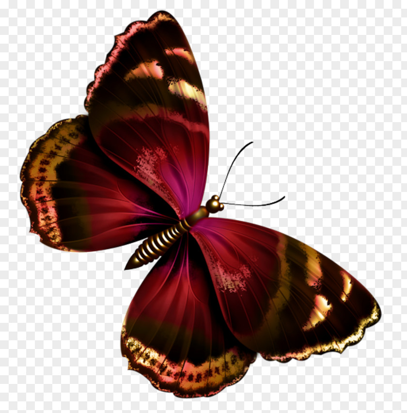 Tube Butterfly Papillon Dog Clip Art PNG