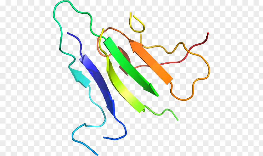 Clip Art Line Point Product Organism PNG