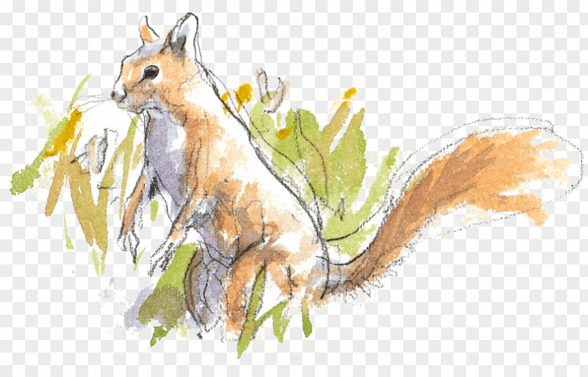 Squirrel Red Fox Tree Drawing PNG