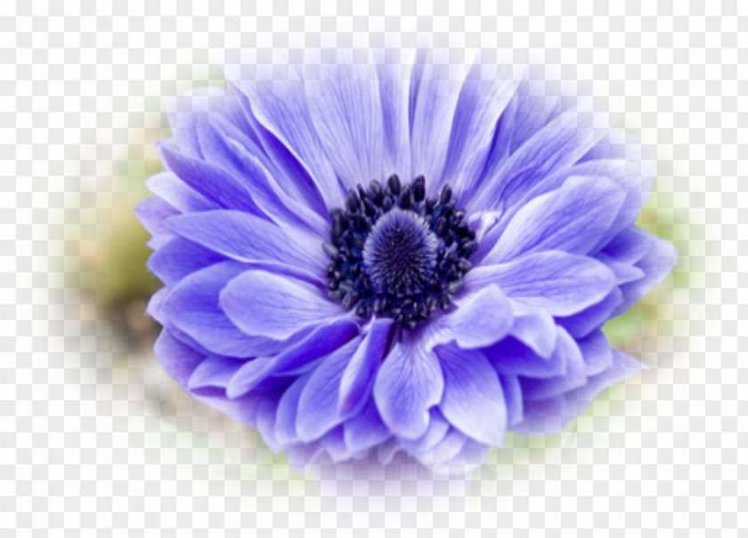 Violet Blue Transvaal Daisy Photography Blaue Aster PNG