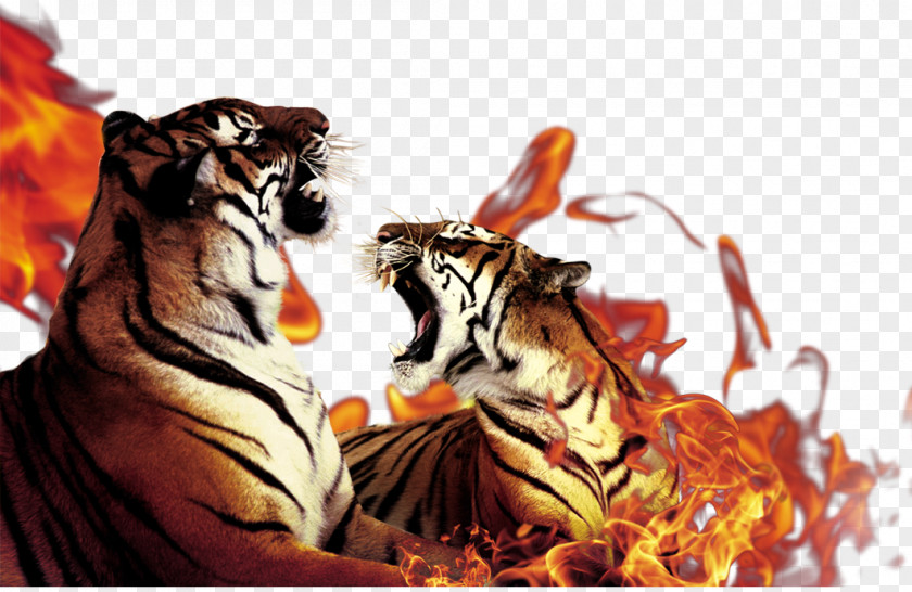 Fire Tiger Flame Download PNG