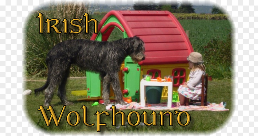 Irish Wolfhound Dog Breed Schnauzer Crossbreed PNG