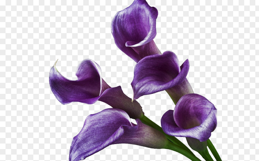 Lisianthus Purple Arum-lily Cut Flowers Yellow PNG