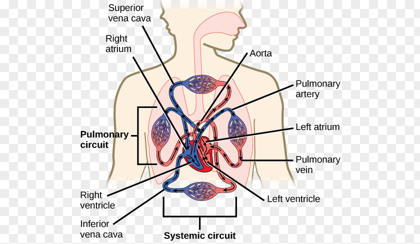 Blood Circulatory System Vessel Gas Exchange Respiratory PNG