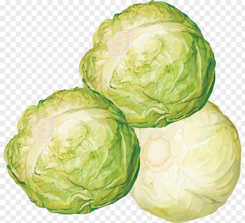 Cabbage, Turnips Vector Material Brussels Sprout Cabbage Vegetable Clip Art PNG