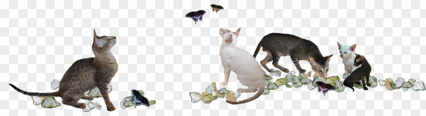 Cat Hare Horse Dog Mammal PNG