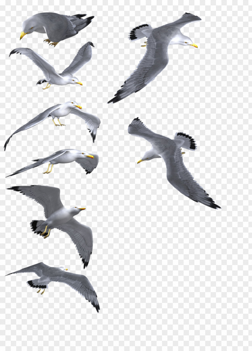 Gull Gulls Bird PNG