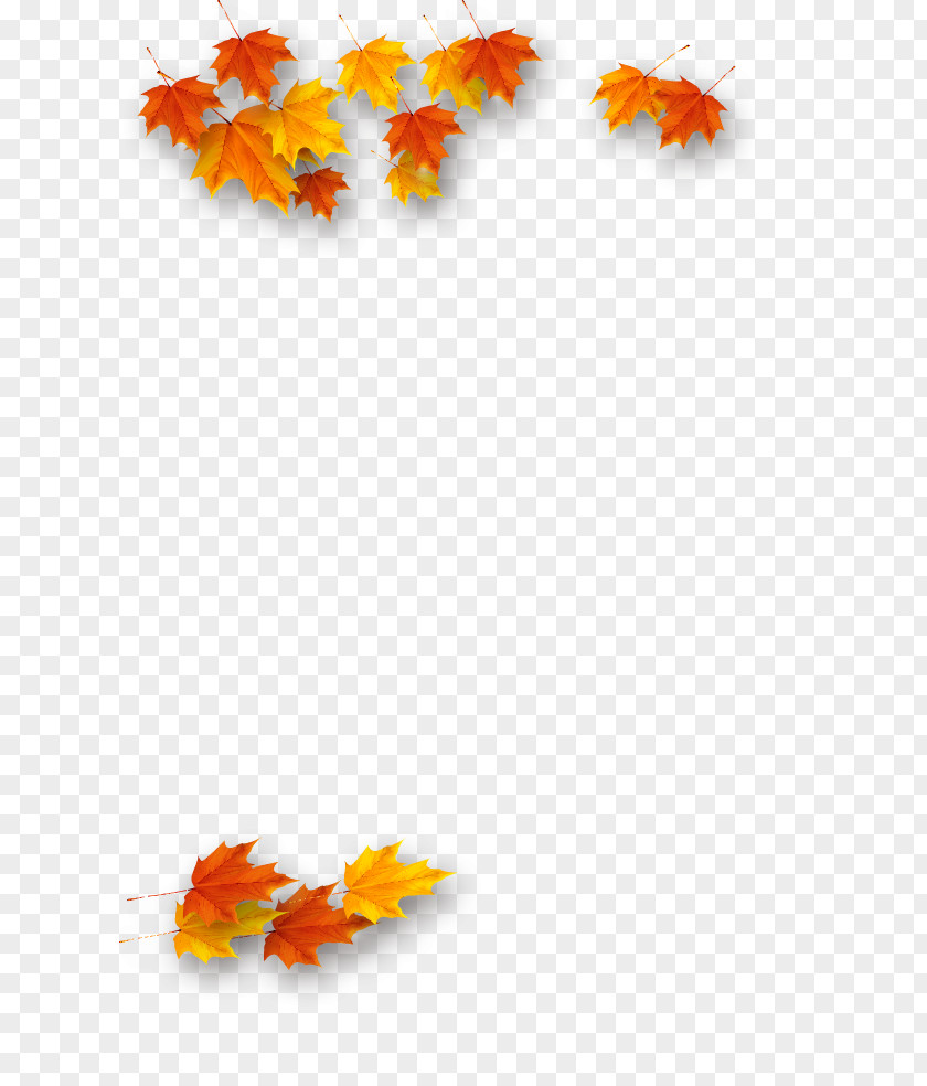 Leaf Maple Autumn Petal Deciduous PNG