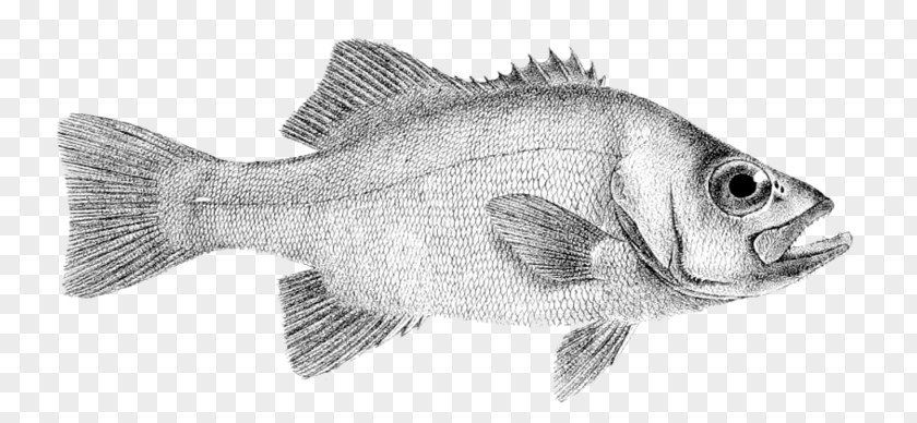 28day Tilapia Drawing Fish Products Perch Barramundi PNG