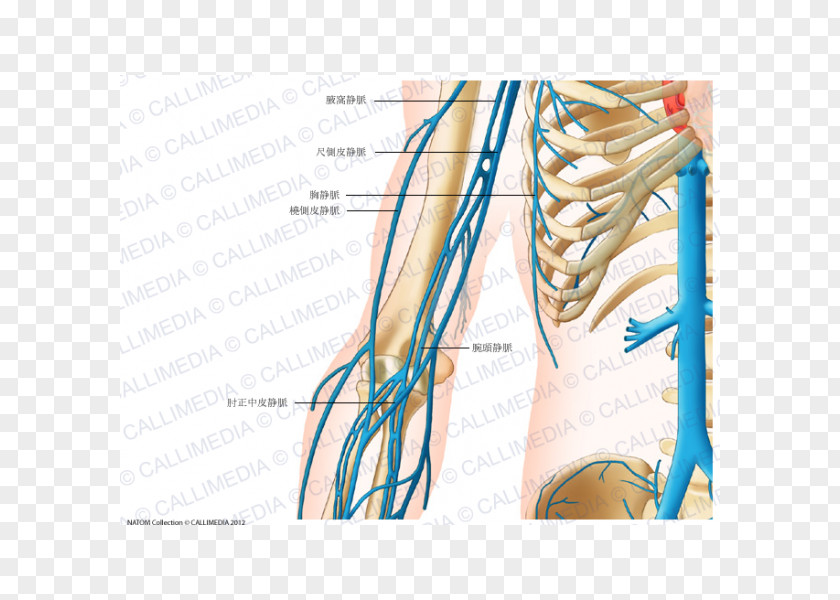 Arm Finger Shoulder Vein Human Anatomy PNG