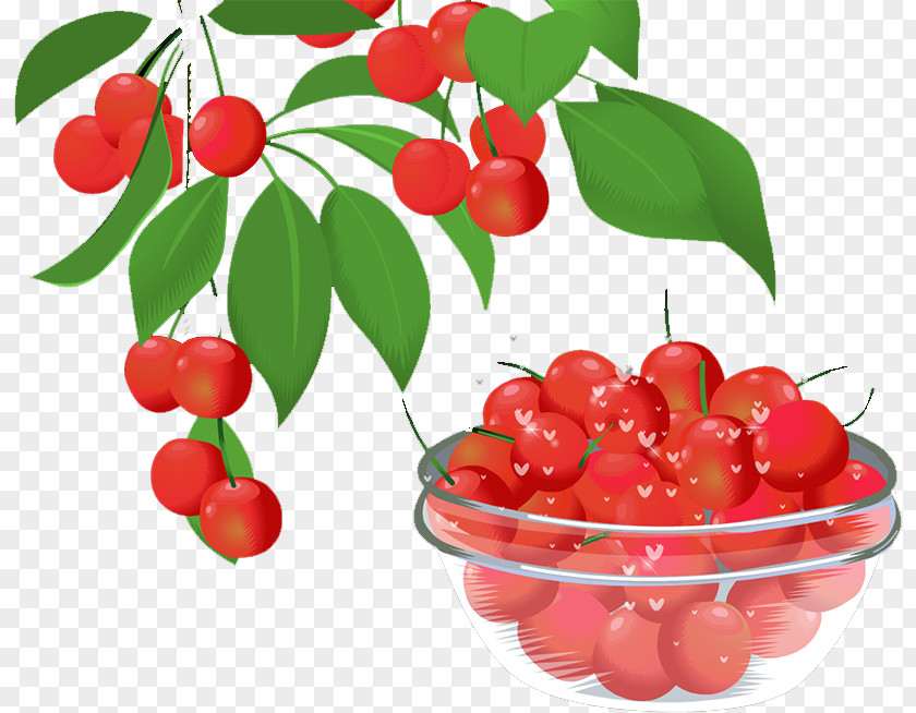Cherry Barbados Lingonberry Cranberry Food PNG