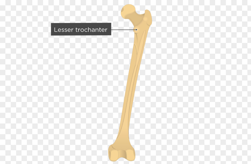 Gluteal Muscles Tuberosity Femur Greater Trochanter Fovea Centralis PNG