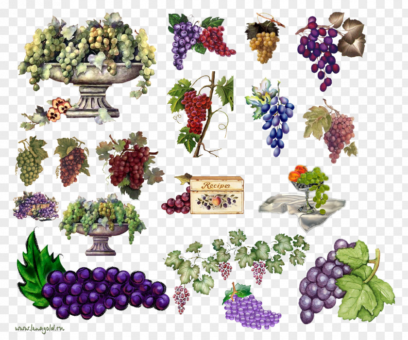 Grape Food PNG