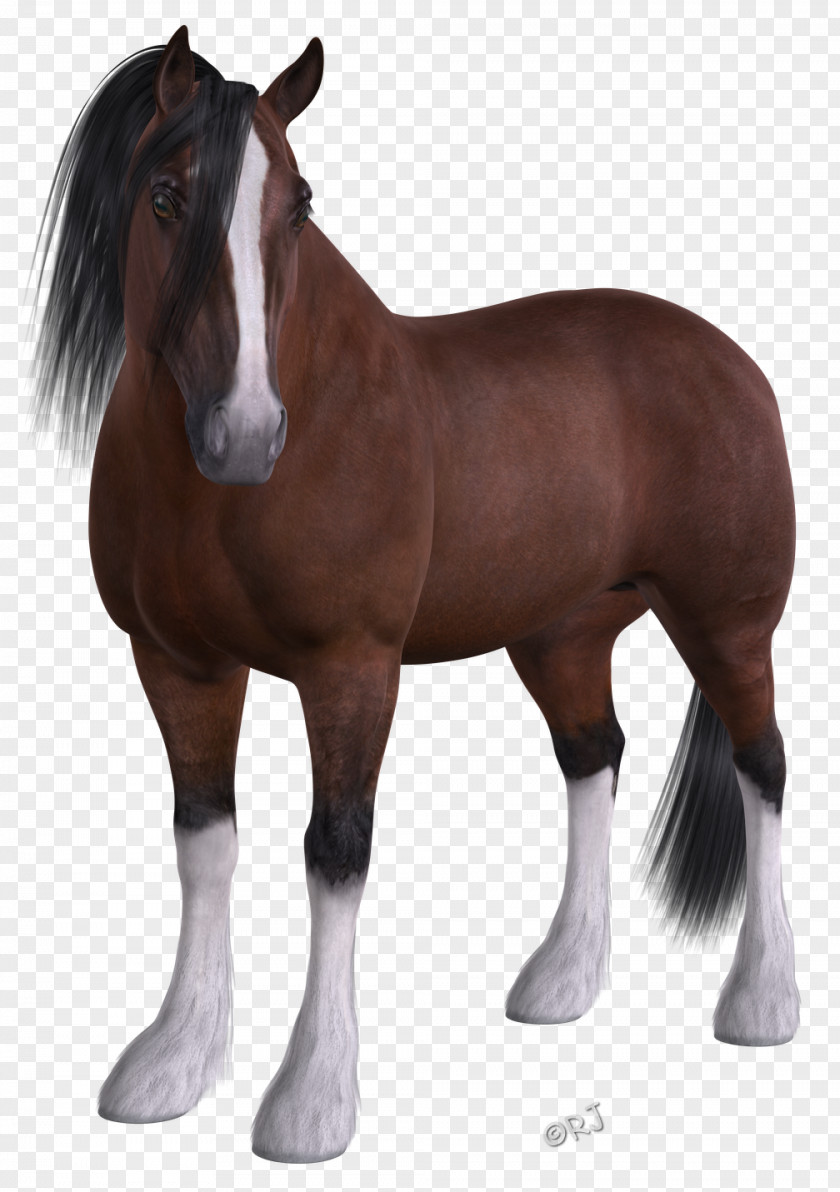 Mustang Stallion Felidae Pony Pack Animal PNG