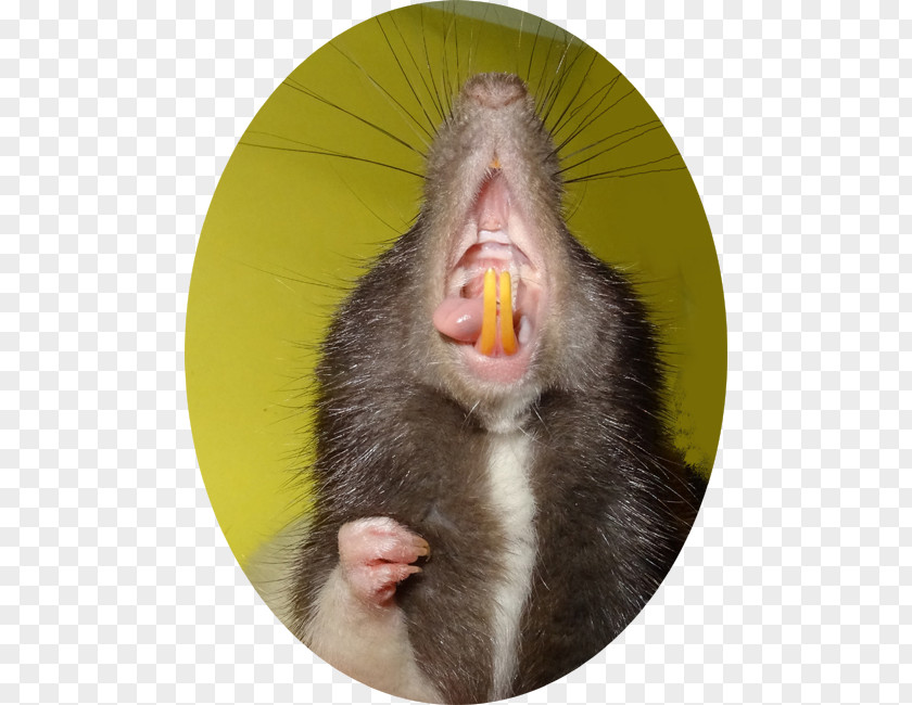 Rat Macaque Tooth Gebiss Incisor PNG